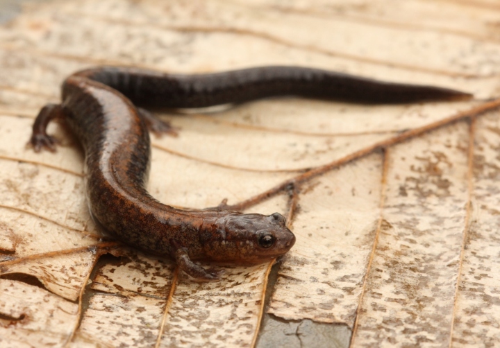 Redback Salamander